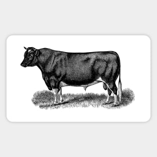 Black Bull Illustration Magnet